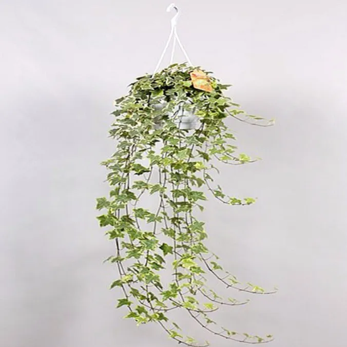 Hedera Helix Variegated Hanging