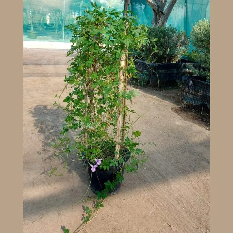 Premium Railway Creeper (Ipomoea Trellis100cm) - Image 2