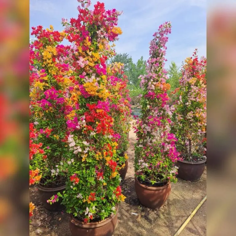 Bougainvillea Multi-Color Tower – Luxury Specimen Introduce a breathtaking pillar of vibrant color to your landscape with our exclusive Bougainvillea Multi-Color Tower. Professionally crafted by expert horticulturists, this spectacular masterwork features multiple premium varieties seamlessly grown together into a singular, high-impact vertical column. By blending shades of brilliant pink, soft blush, golden yellow, fiery orange, and deep red on a single structural frame, this tower delivers an instant, resort-style transformation. It offers a dramatic explosion of continuous color that elevates high-end estates, grand entranceways, and luxury patios. Key Features & Design Prestige Spectacular Multi-Color Display: A masterpiece of horticultural design, offering a simultaneous blend of pink, yellow, orange, and red blooms on one majestic plant. Architectural Verticality: Expertly trained into a dense, upright tower form, making it a perfect structural element to frame doorways, accent bare walls, or add height to garden borders. Instant Resort-Style Luxury: Delivers immediate visual impact, creating a vibrant, Mediterranean or tropical luxury resort ambiance from day one. Exceptional Heat & Sun Tolerance: Thrives under intense, direct sunlight and stands up beautifully to high summer temperatures without losing its color intensity. Pre-Grown Statement Pieces: Saves years of training and pruning; these robust specimens are delivered fully formed, heavily branched, and ready to stand out.