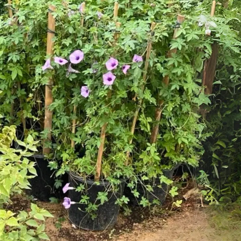 Premium Railway Creeper (Ipomoea Trellis100cm) - Image 4