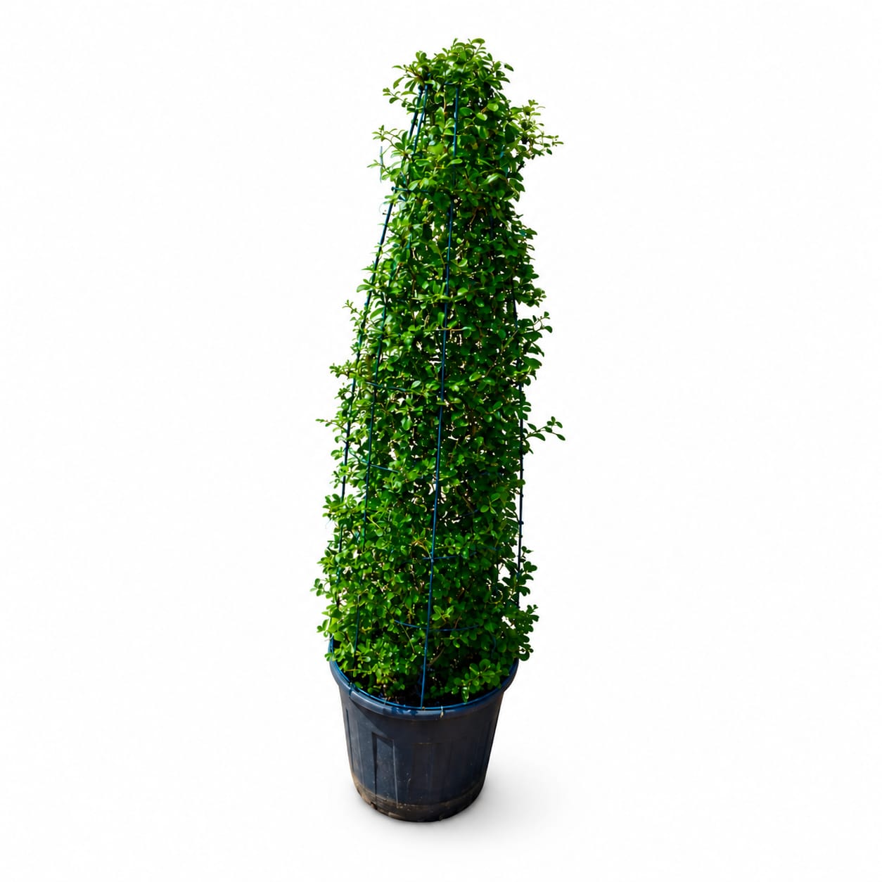 Fukien Tea tree (Carmona retusa)Pyramid 120cm - Image 3