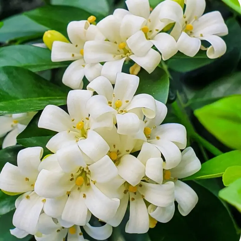 Murraya Paniculata – Orange Jessamine (Mature Bushy ) - Image 2