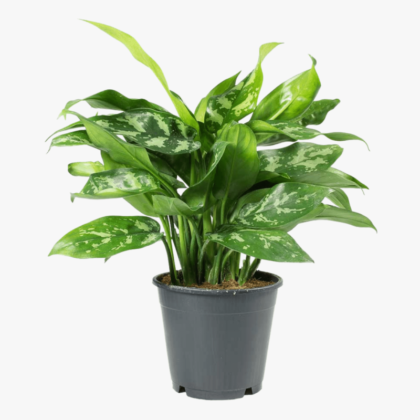 Aglaonema Silver Bay (Chinese Evergreen)