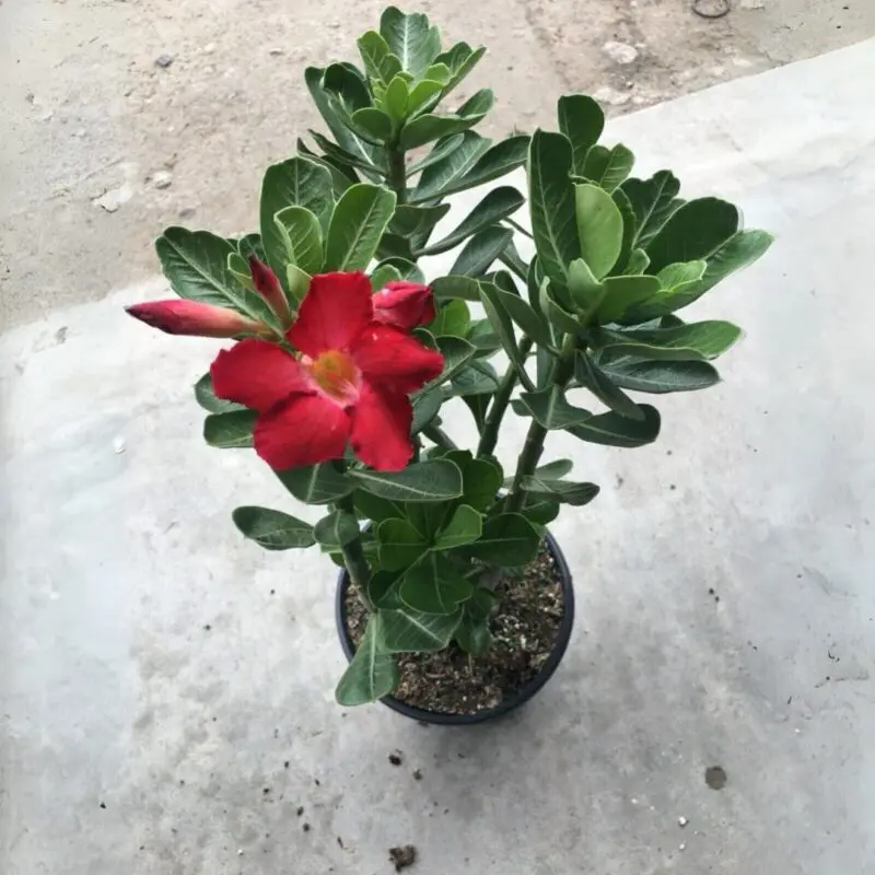 Red Adenium – (Desert Rose Plant-Big Bushy) - Image 2