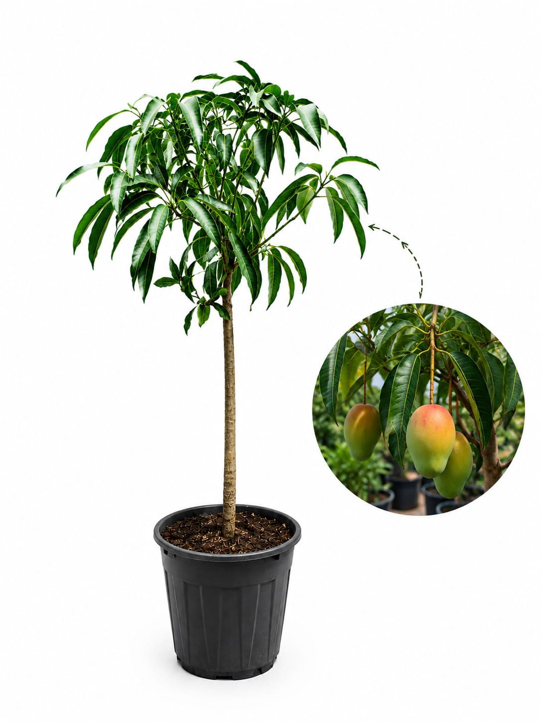 Mango Tree 1 metres