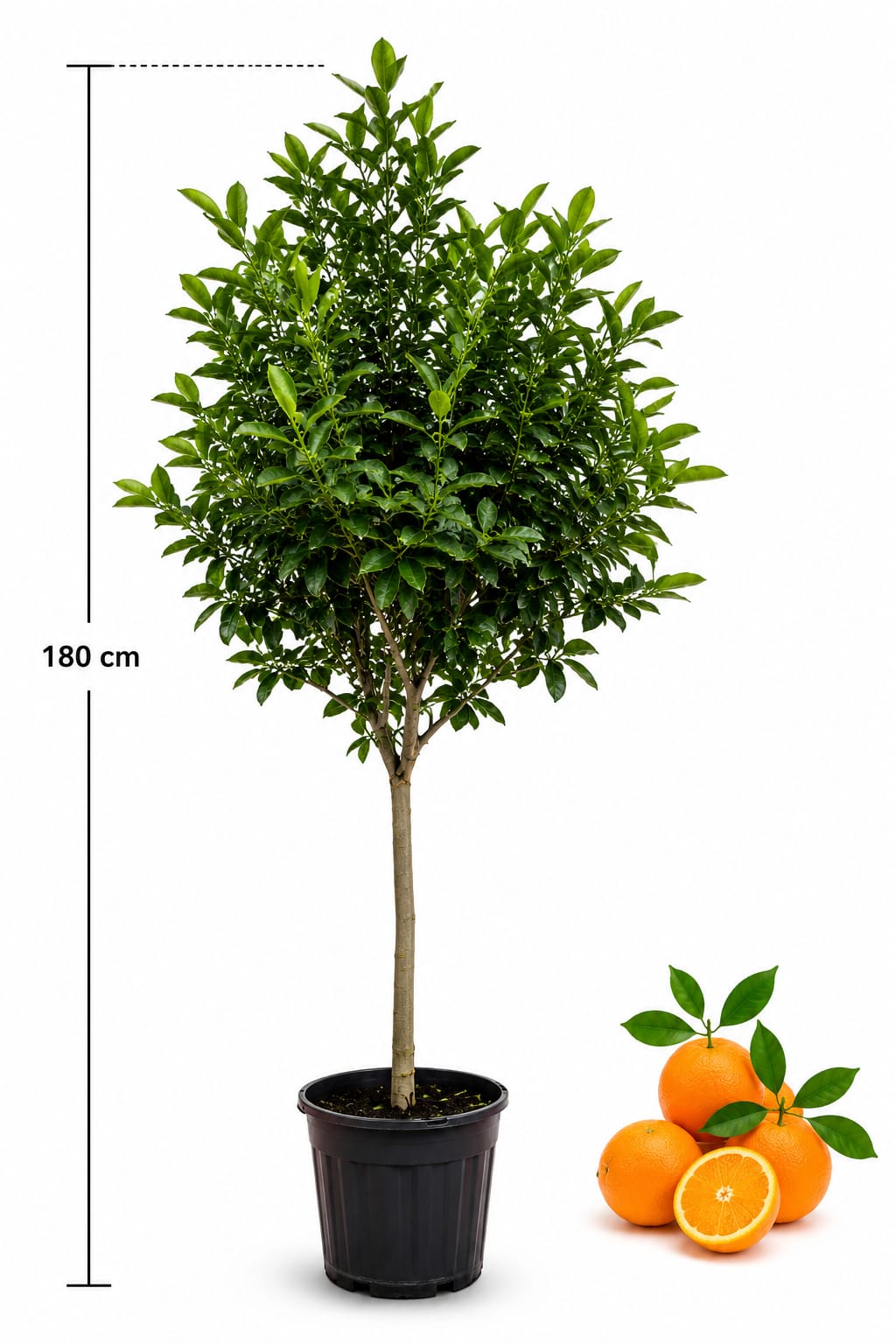 Orange Tree