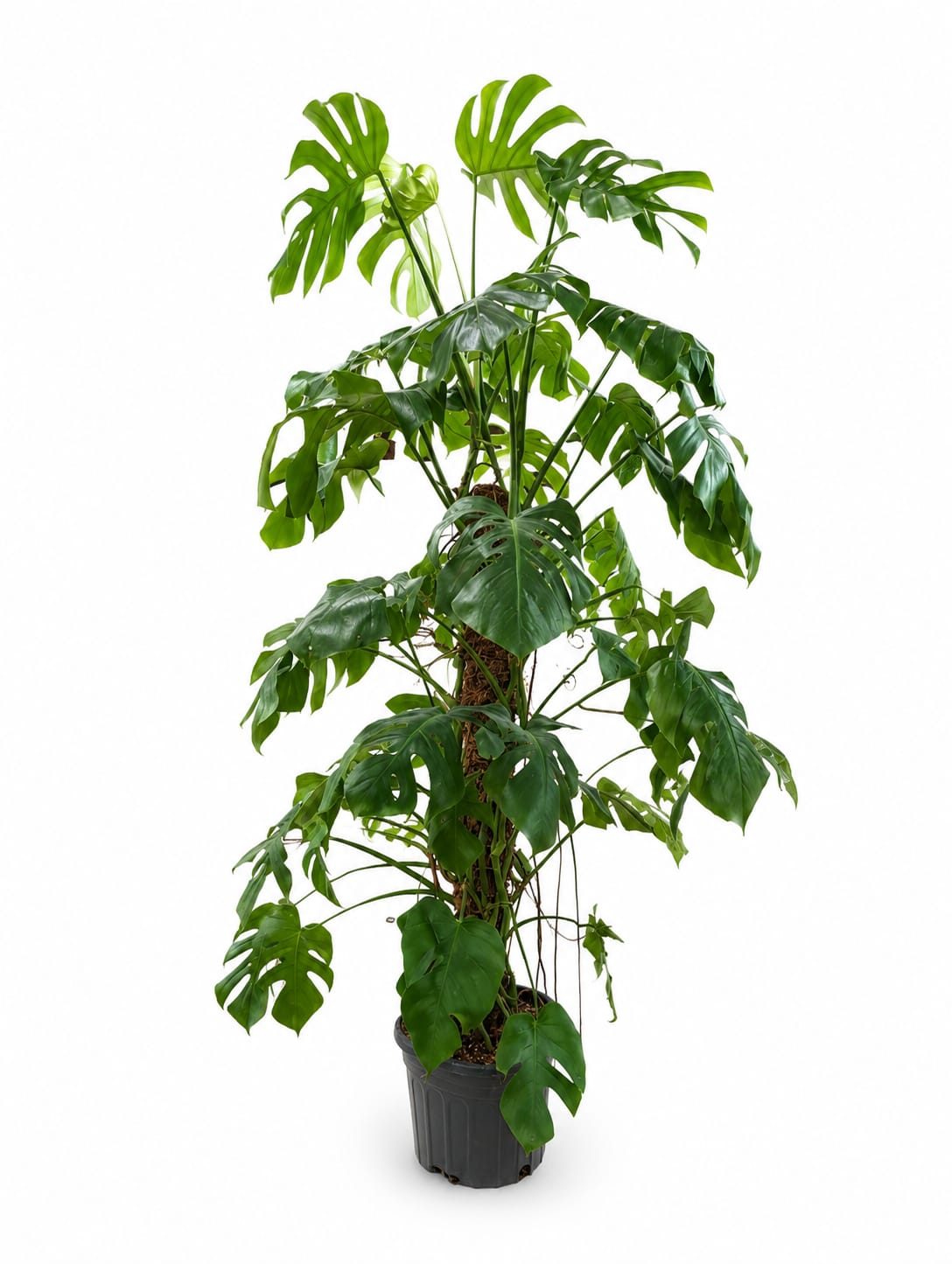 Monstera Deliciosa - Hight:1.50cm. pot:20cm.