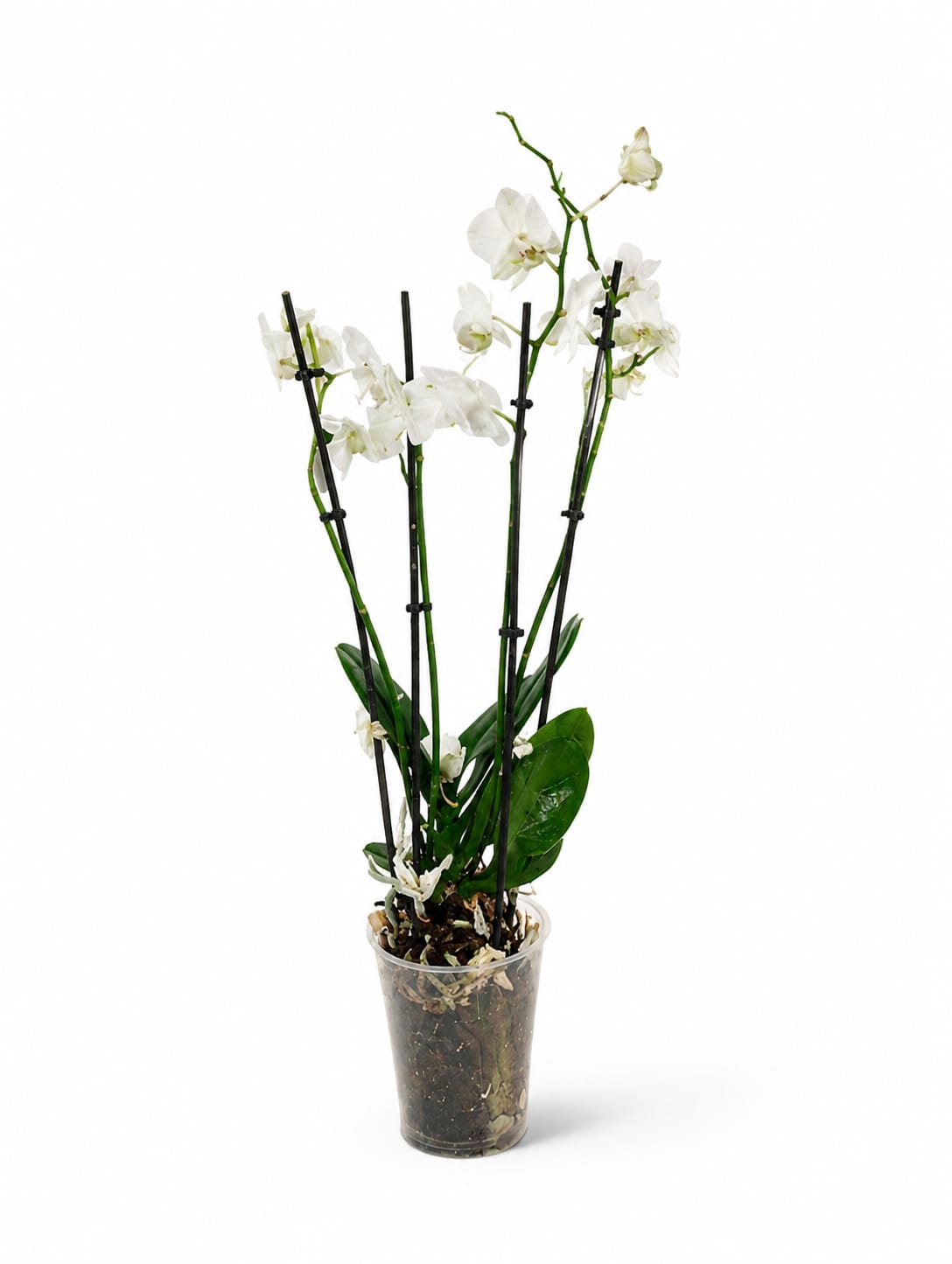 ​White Phalaenopsis Orchid (Multi-Spike)