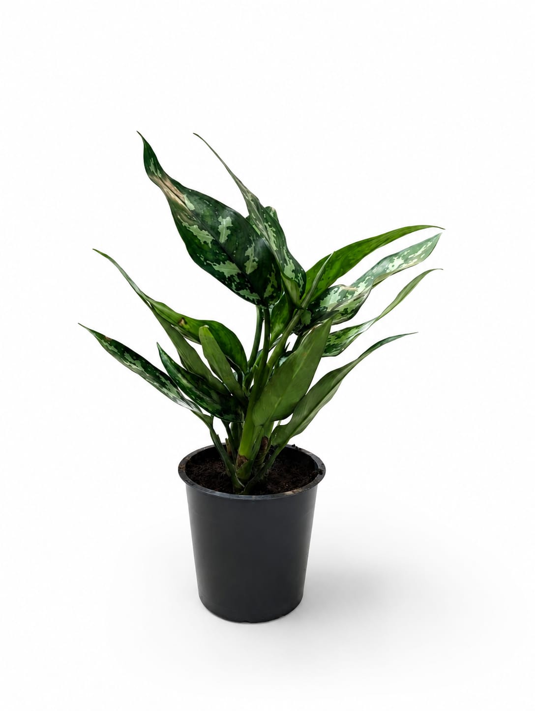 Aglaonema Silver Bay (Chinese Evergreen)