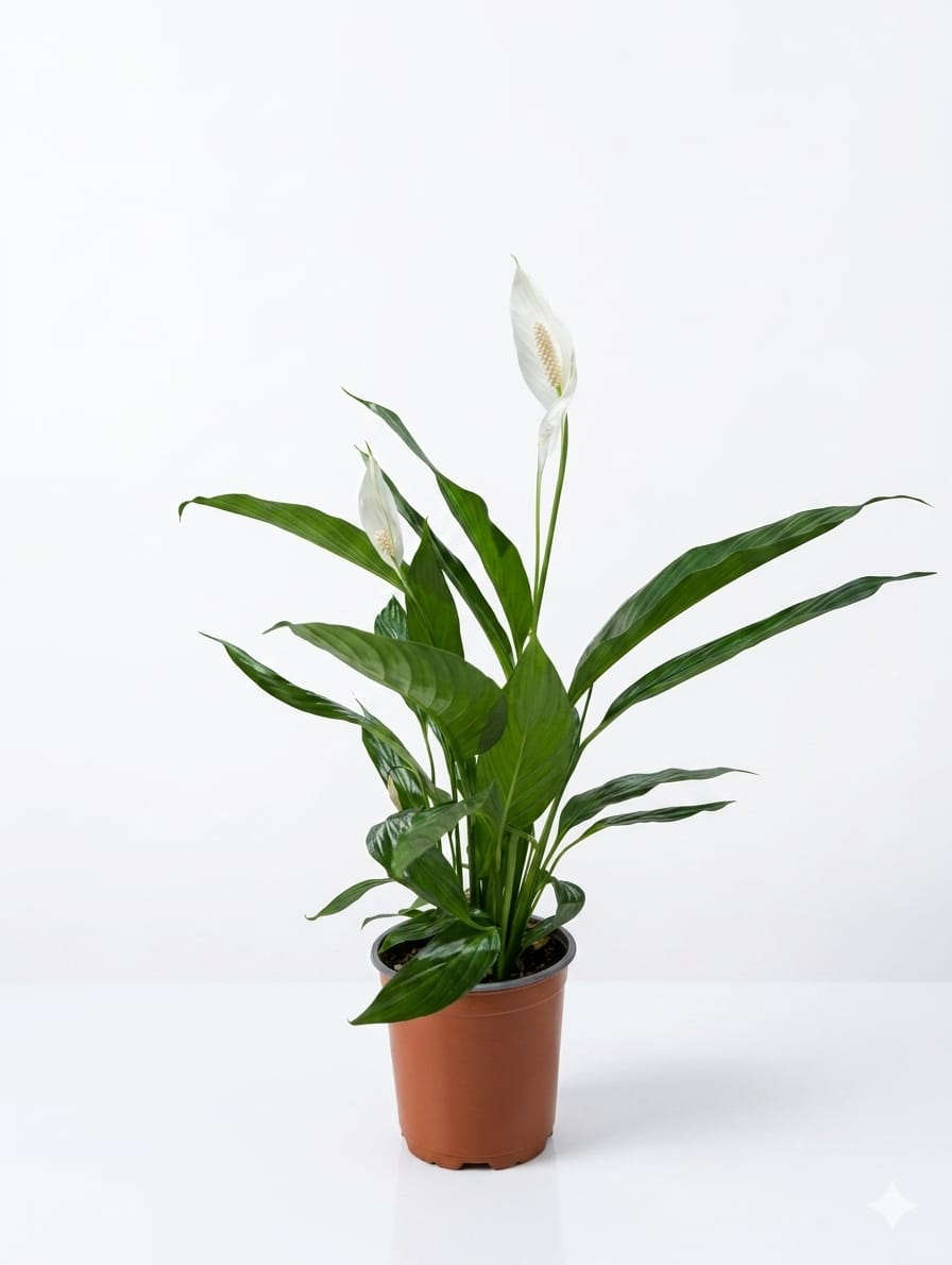 Spathiphyllum (Peace Lily)