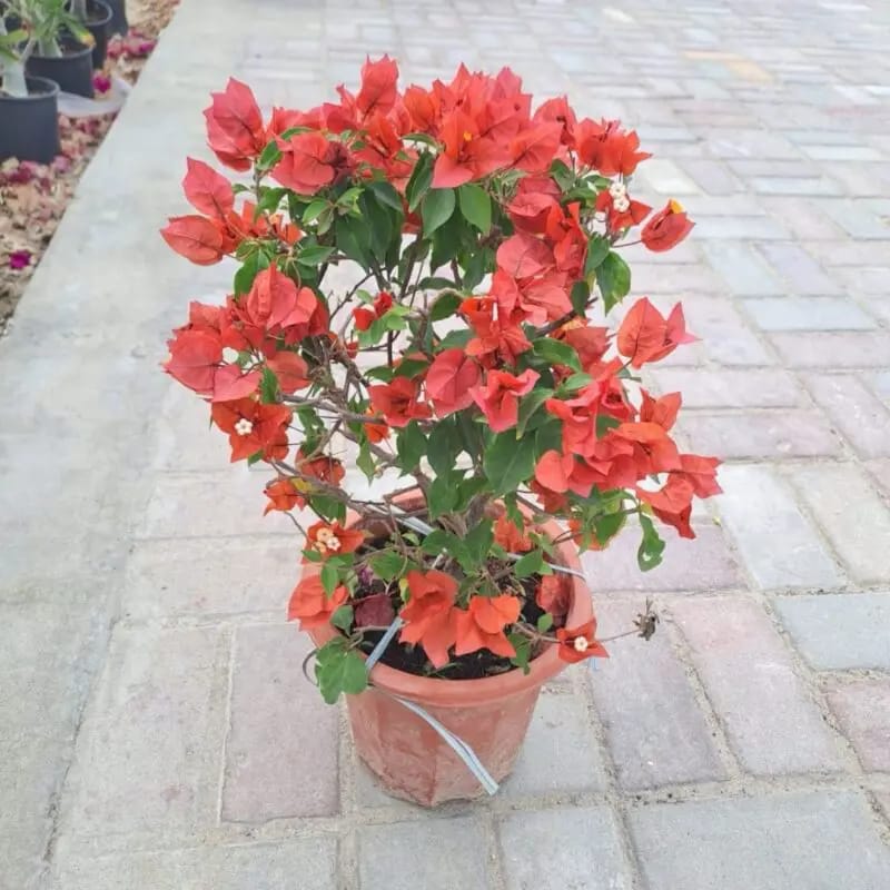 Bougainvillea Red - Image 2