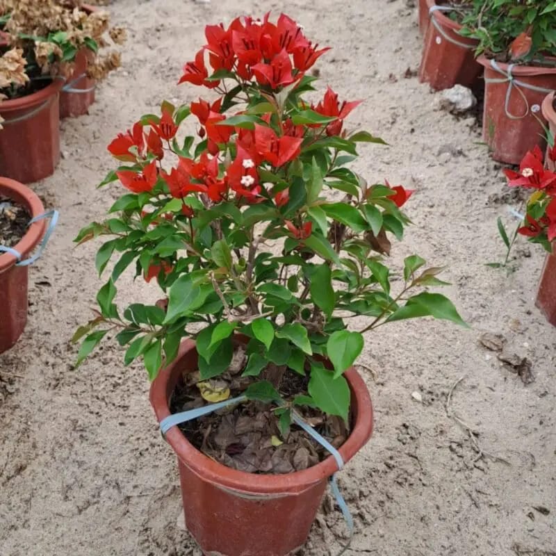 Bougainvillea Red - Image 3