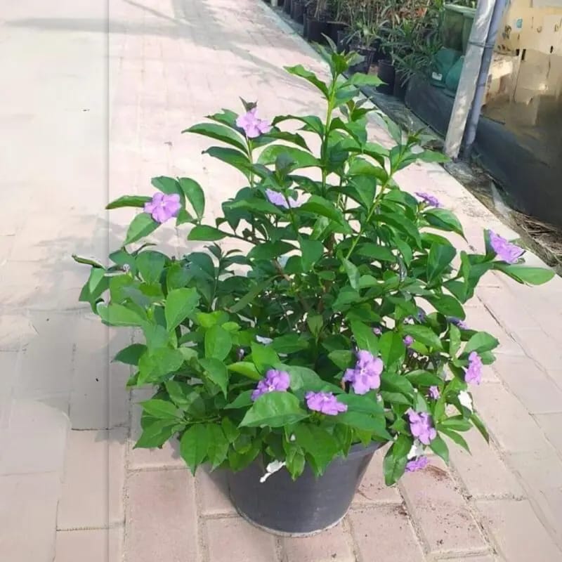 Brunfelsia latifolia-Yesterday Today Tomorrow Plant Bushy - Image 3