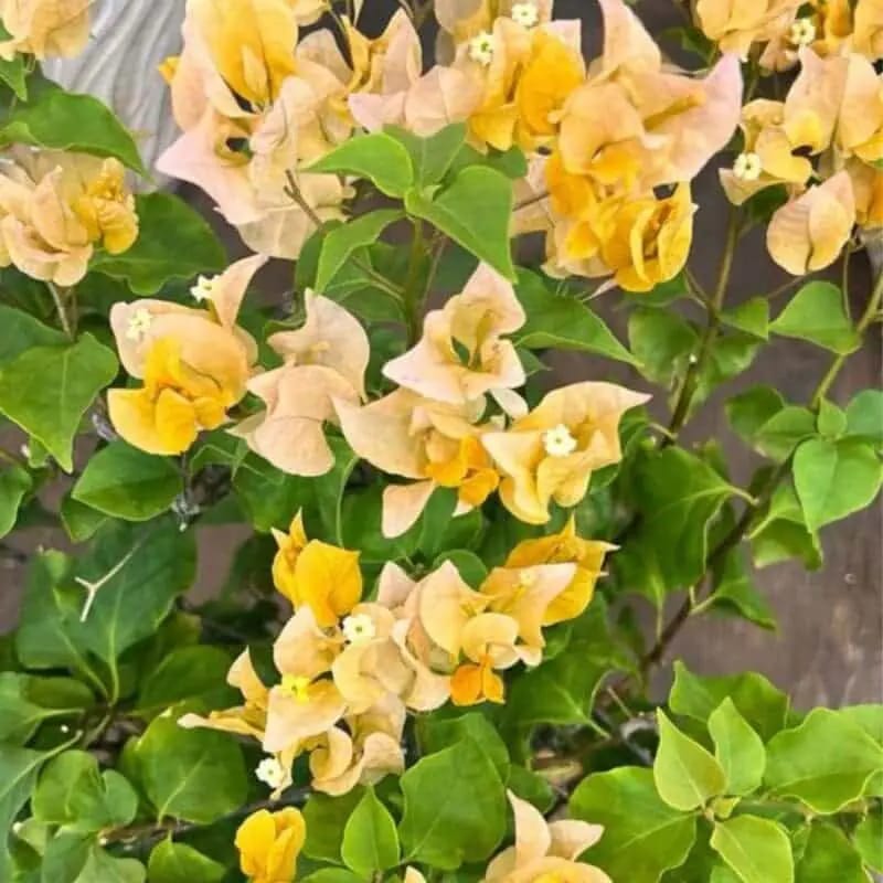 Bougainvillea (Yellow) – Plant Big size - Image 2