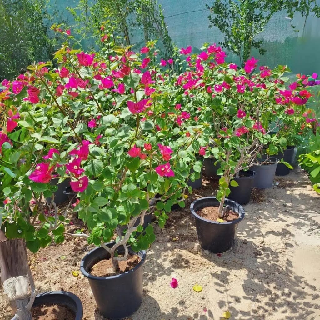 Bougainvillea spectabilis -Bushy Big size - Image 3