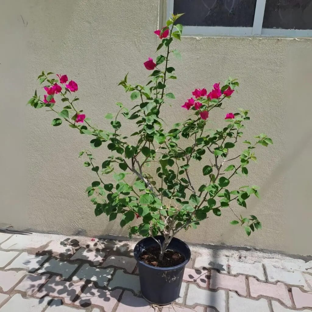 Bougainvillea spectabilis -Bushy Big size - Image 2