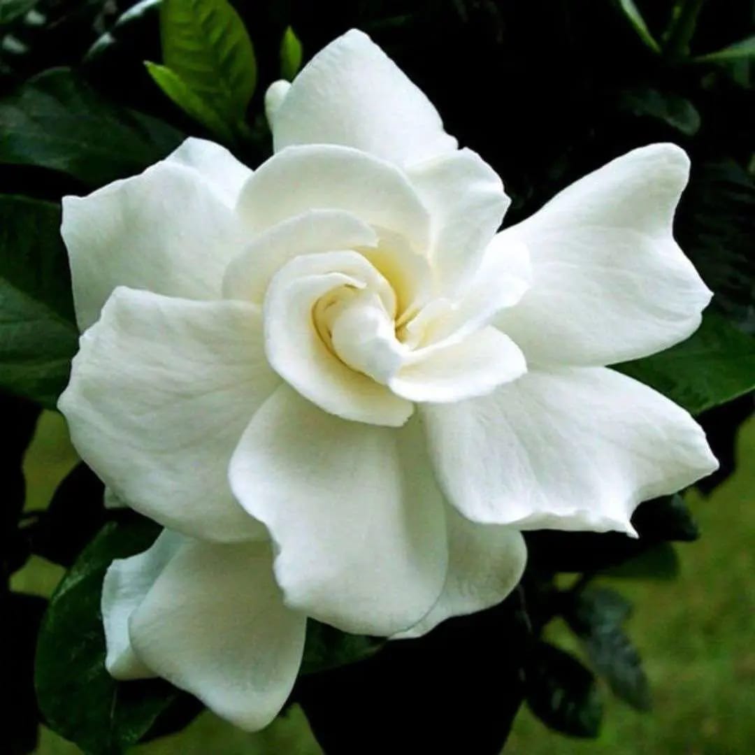 Gardenia Jasminoides - Image 2