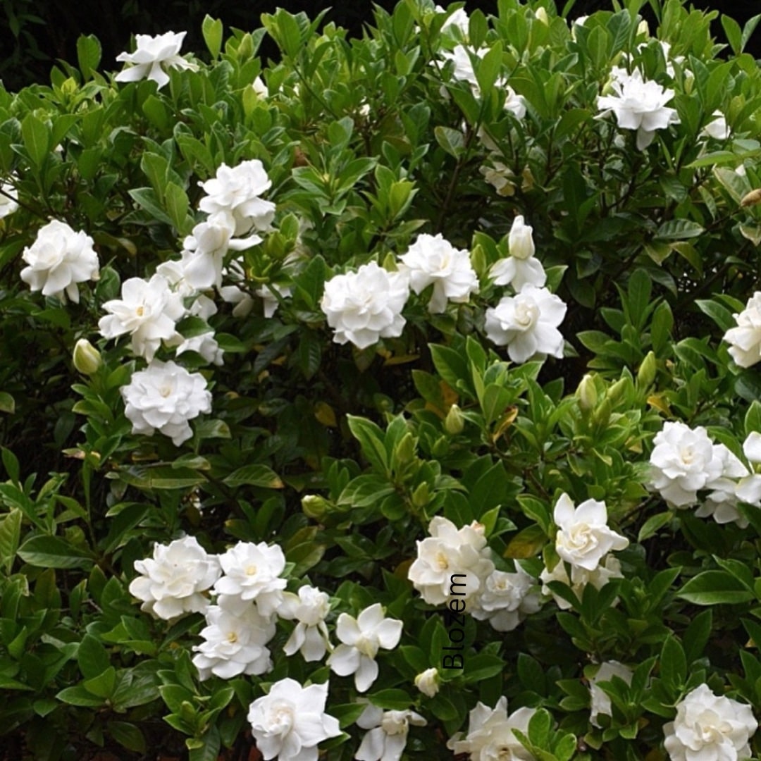 Gardenia Jasminoides - Image 3