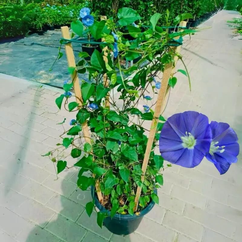 Jacquemontia Plant – Sky Blue Cluster Vine-Creeper - Image 4