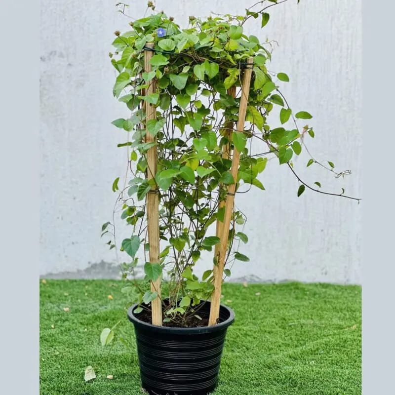 Jacquemontia Plant – Sky Blue Cluster Vine-Creeper - Image 5