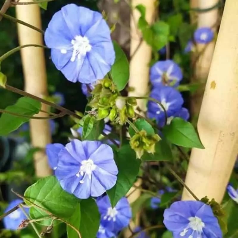 Jacquemontia Plant – Sky Blue Cluster Vine-Creeper - Image 3