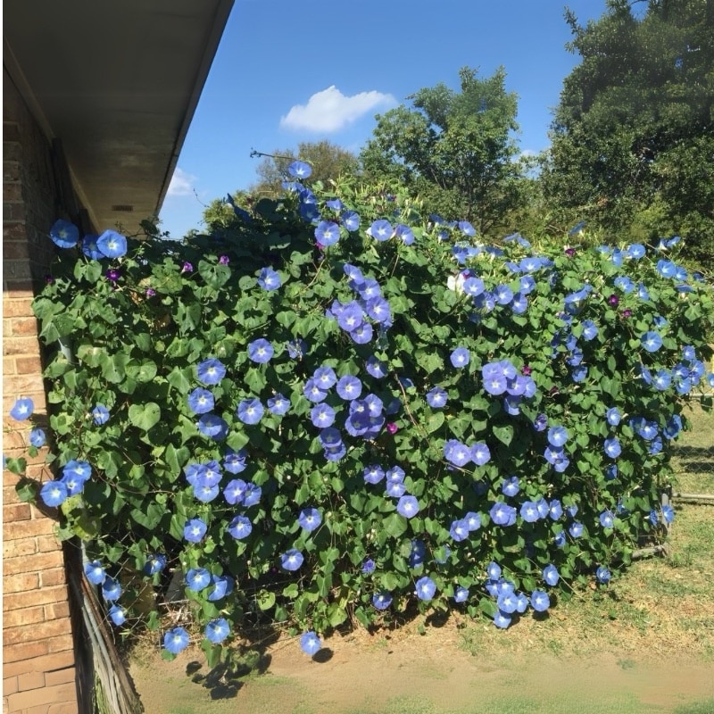 Jacquemontia Plant – Sky Blue Cluster Vine-Creeper - Image 2