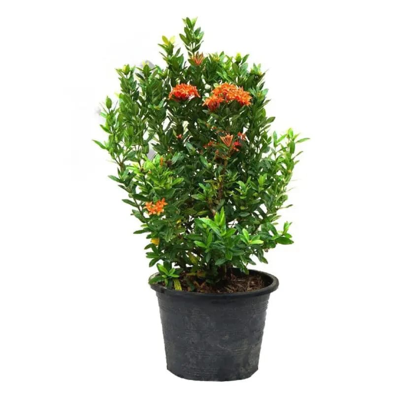 Orange Ixora (Rate & orange) - Image 2
