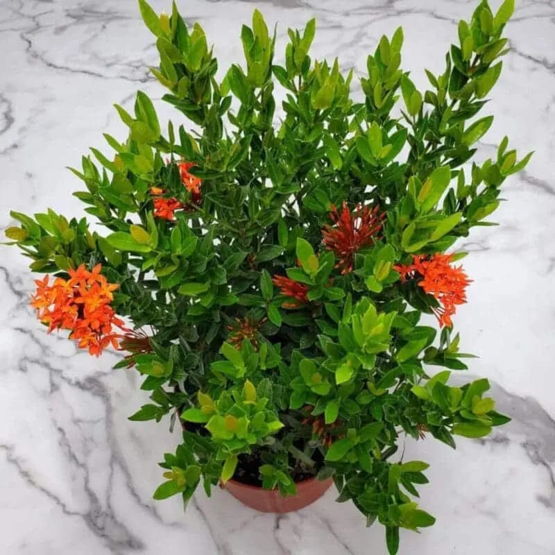 Orange Ixora (Rate & orange) - Image 3