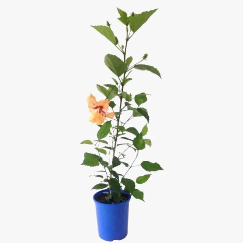 Hibiscus - Image 2