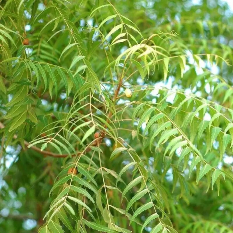 Neem TreeAzadirachta indica - Image 3