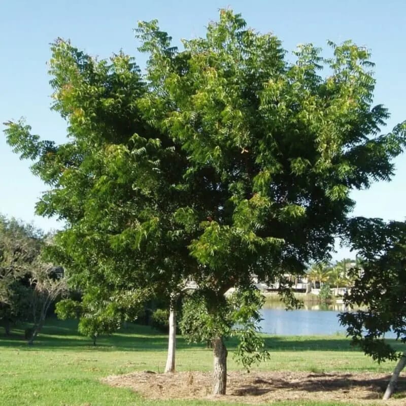 Neem plant Neem TreeAzadirachta indica 120-170cm - Image 5