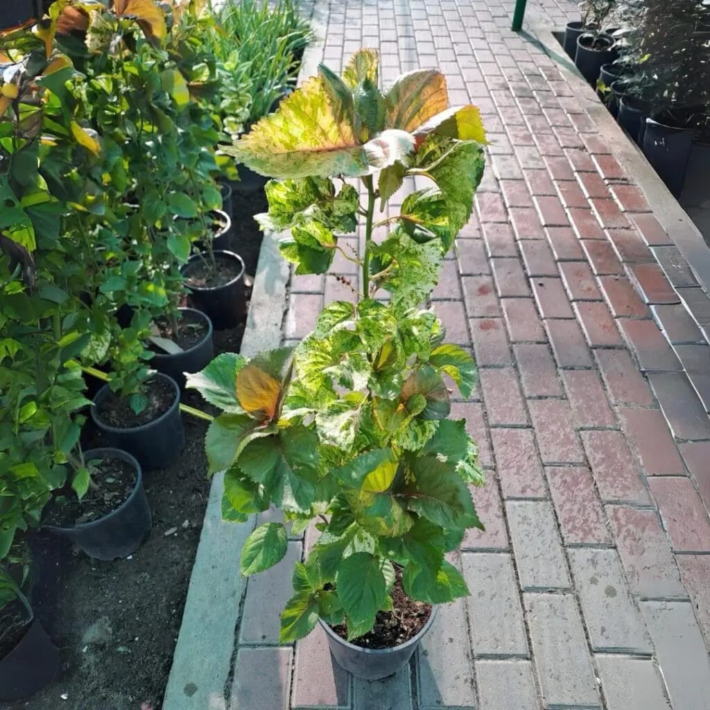 Acalypha wilkesiana - Image 2