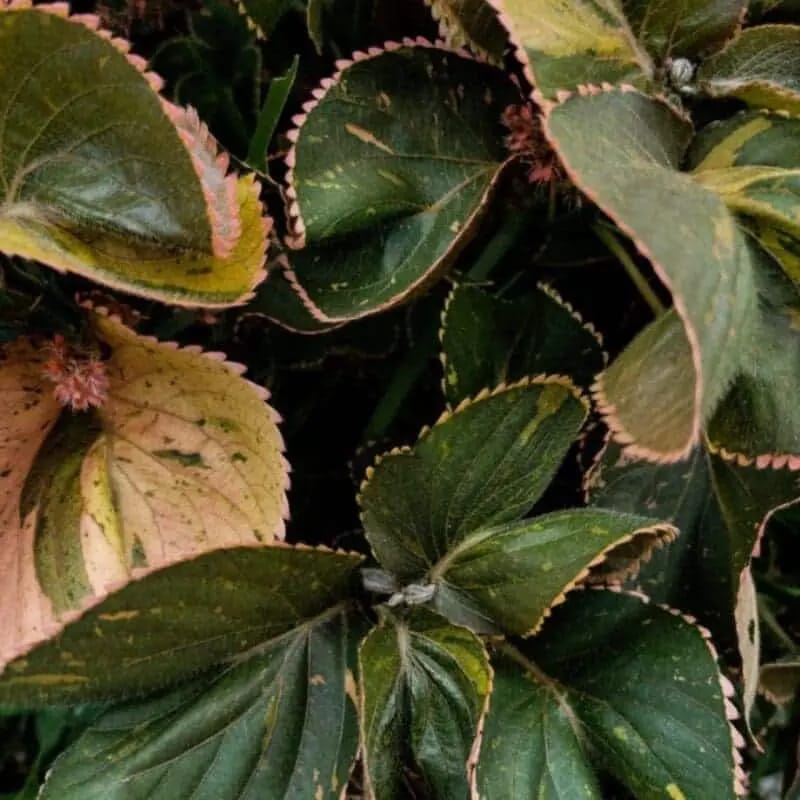 Acalypha wilkesiana - Image 3