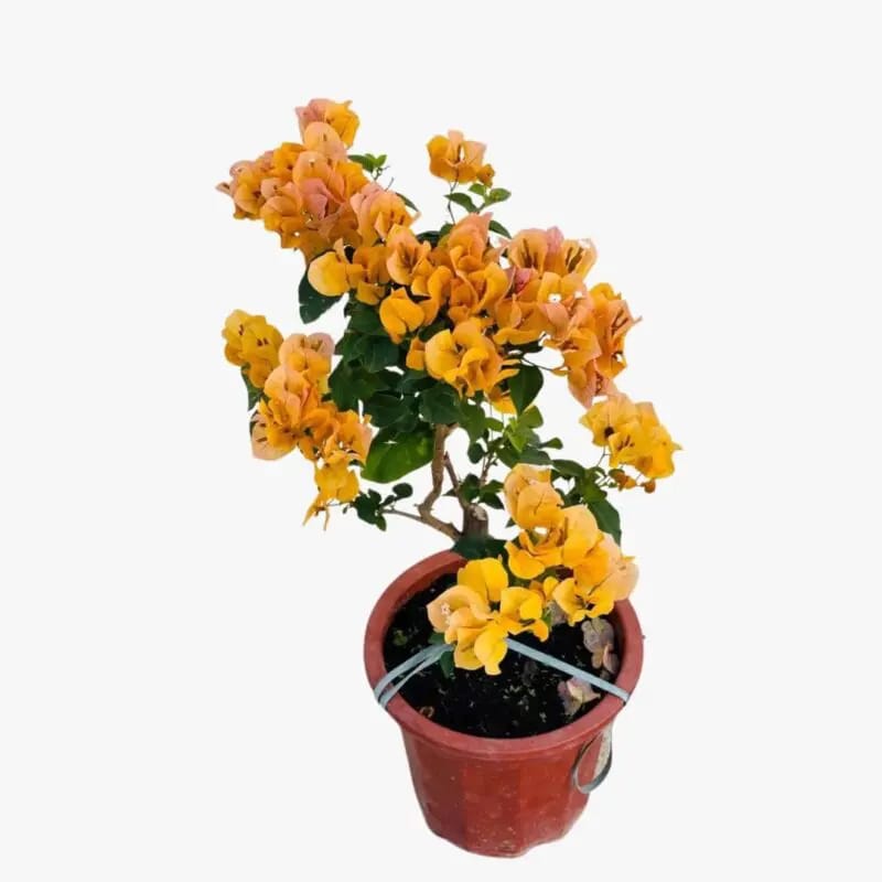 Bougainvillea Gold - Image 2