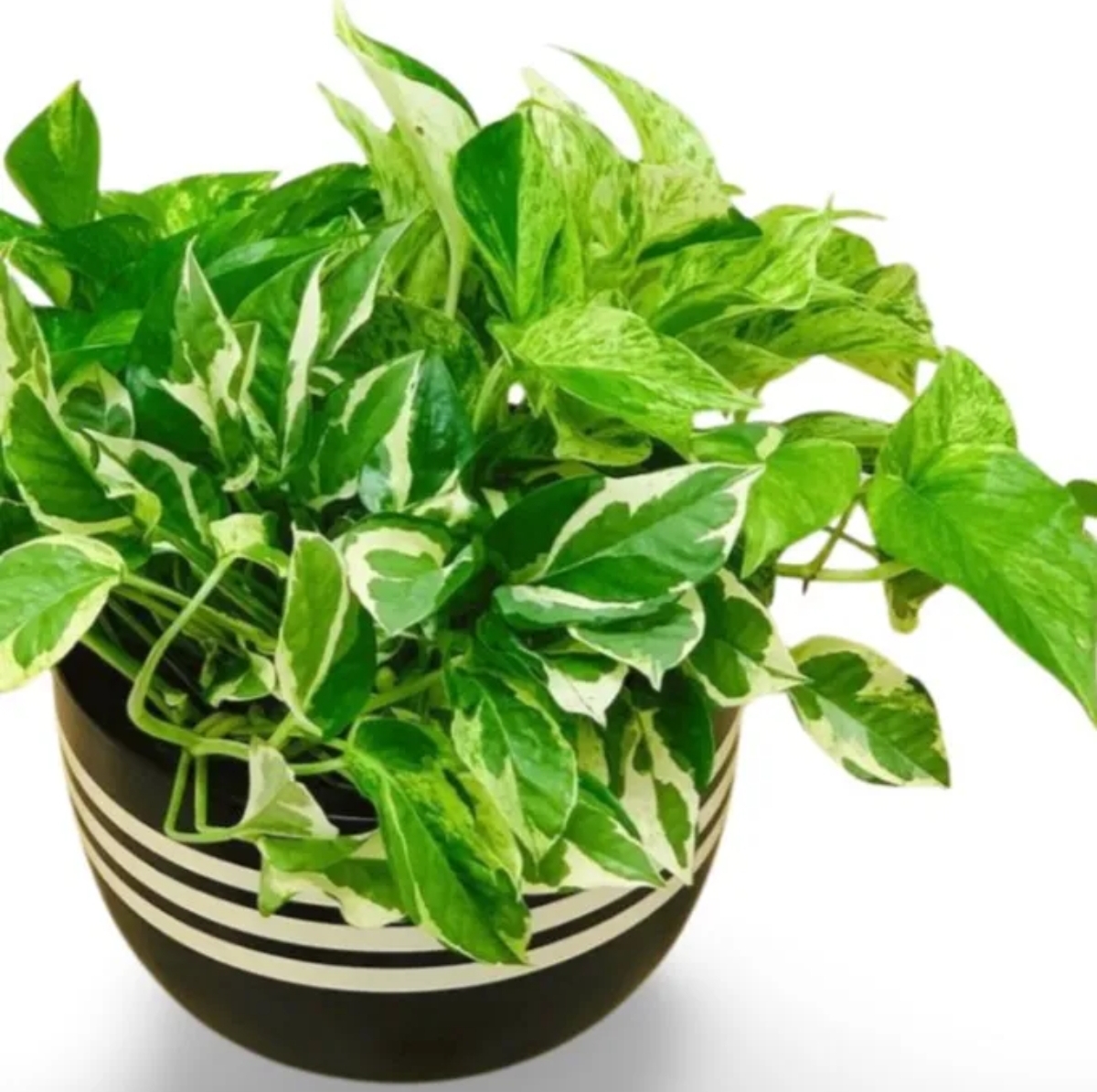 money plants - Image 2