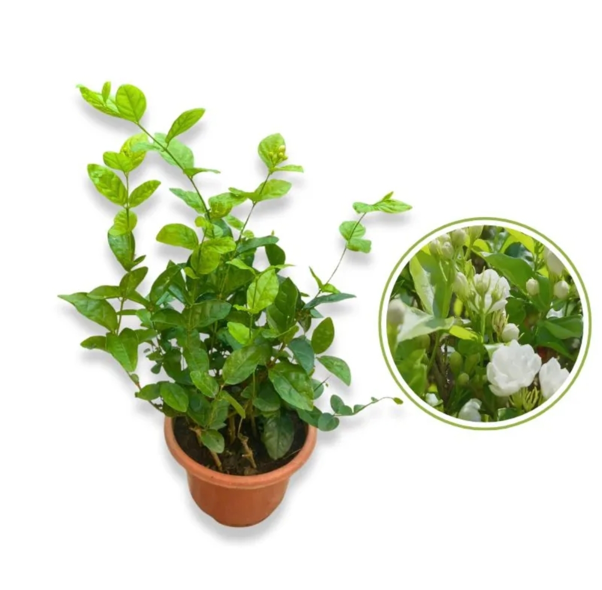 Arabian Jasmine