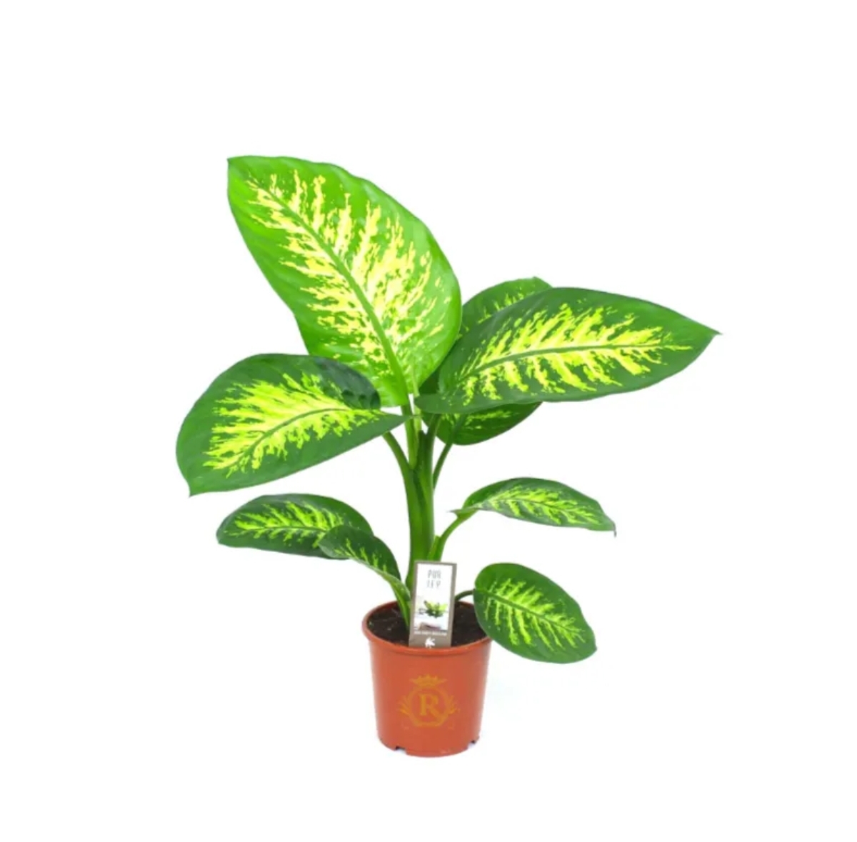 Dieffenbachia Seg. 'Tropic Snow'
