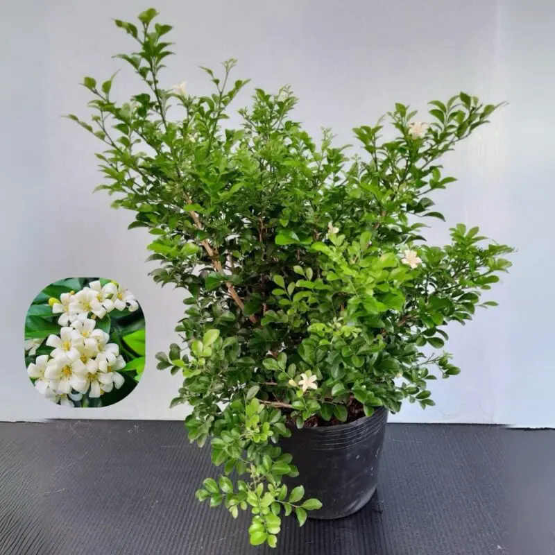 Murraya Paniculata – Orange Jessamine (Mature Bushy )