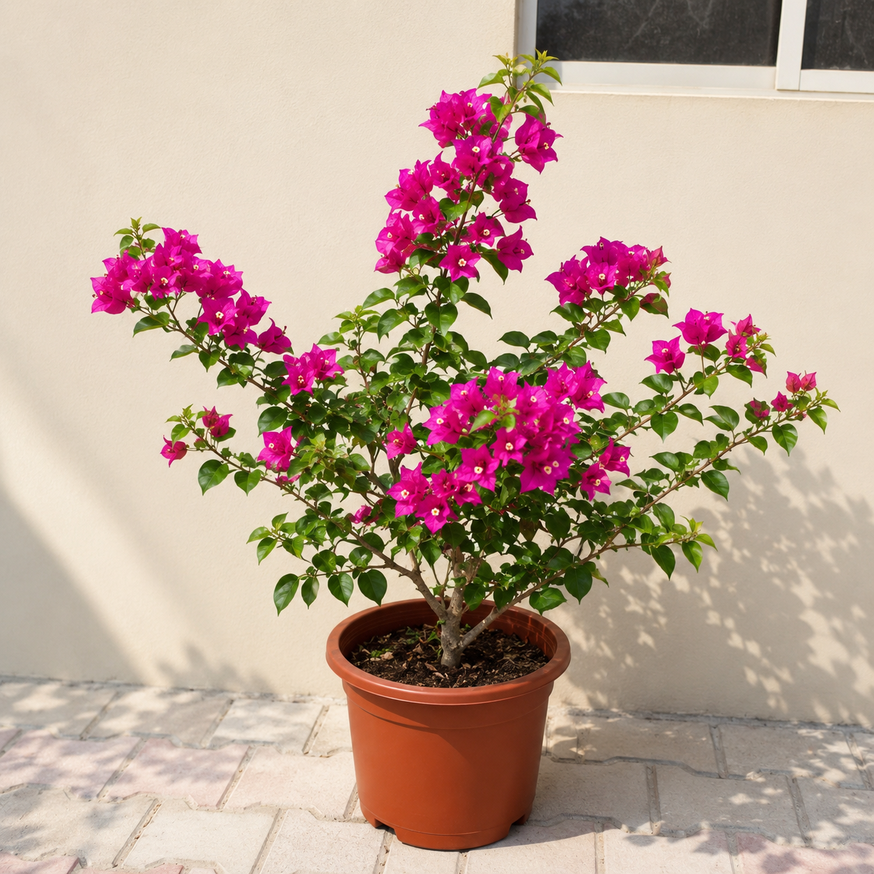 Bougainvillea spectabilis -Bushy Big size