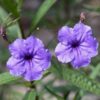 Ruellia Simplex – Mexican Petunia (Purple) - Image 2