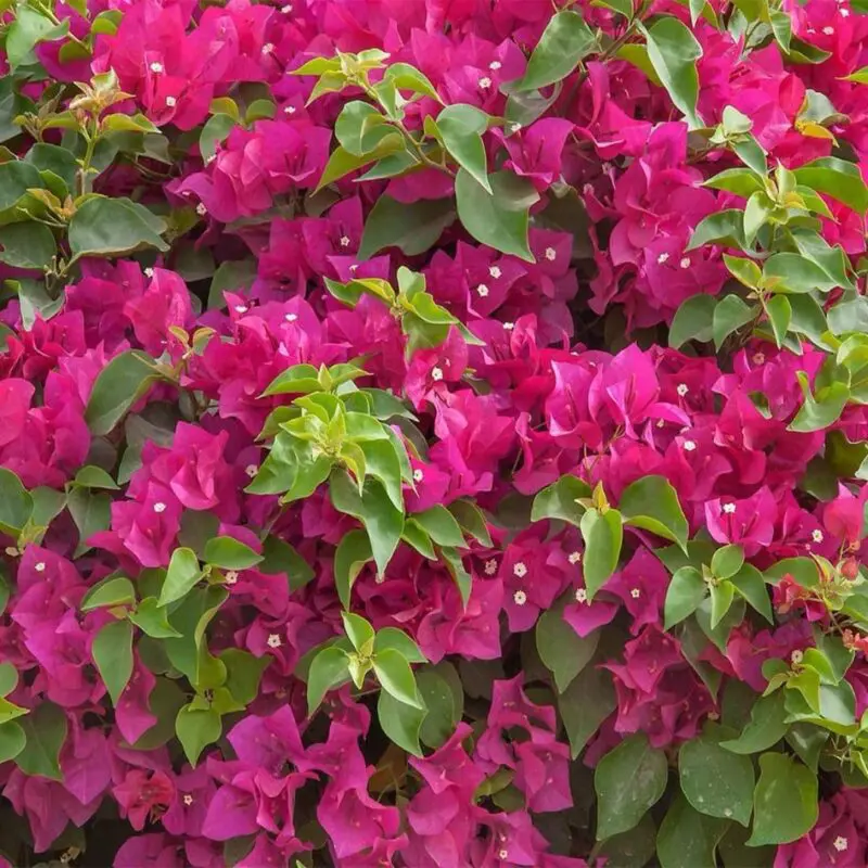 Bougainvillea Glabra Red (4 Stick – 100cm) - Image 2