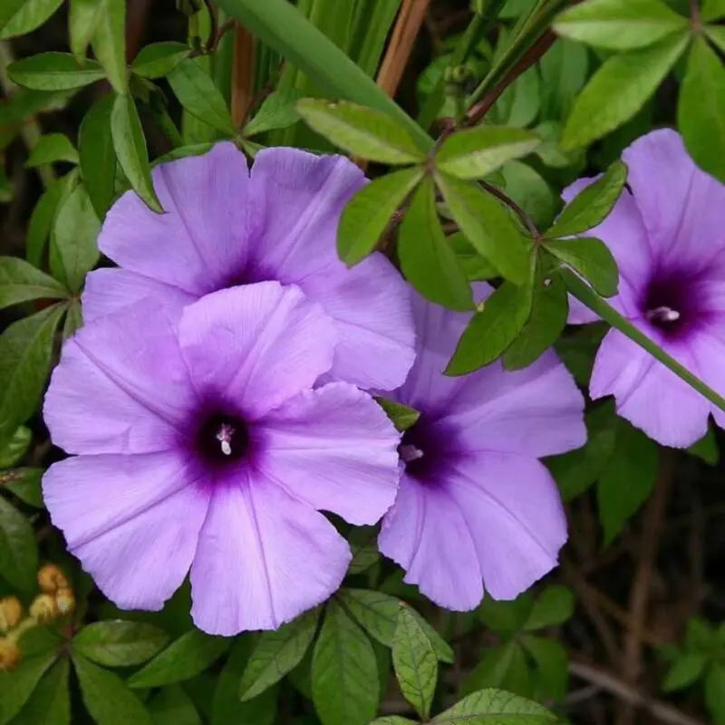 Premium Railway Creeper (Ipomoea Trellis100cm) - Image 3