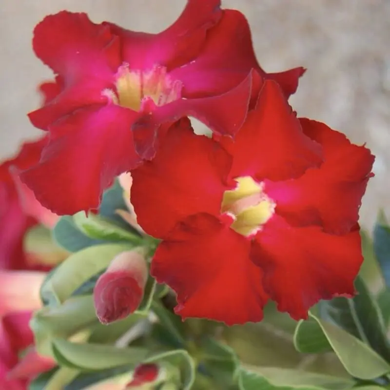 Red Adenium – (Desert Rose Plant-Big Bushy) - Image 3