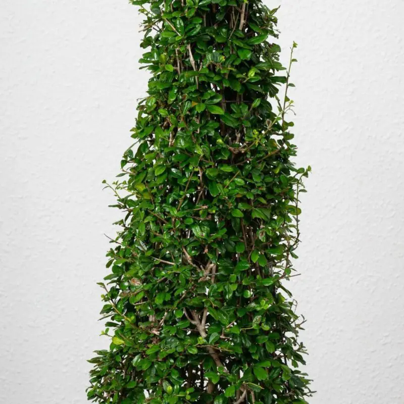 Fukien Tea tree (Carmona retusa)Pyramid 120cm - Image 2