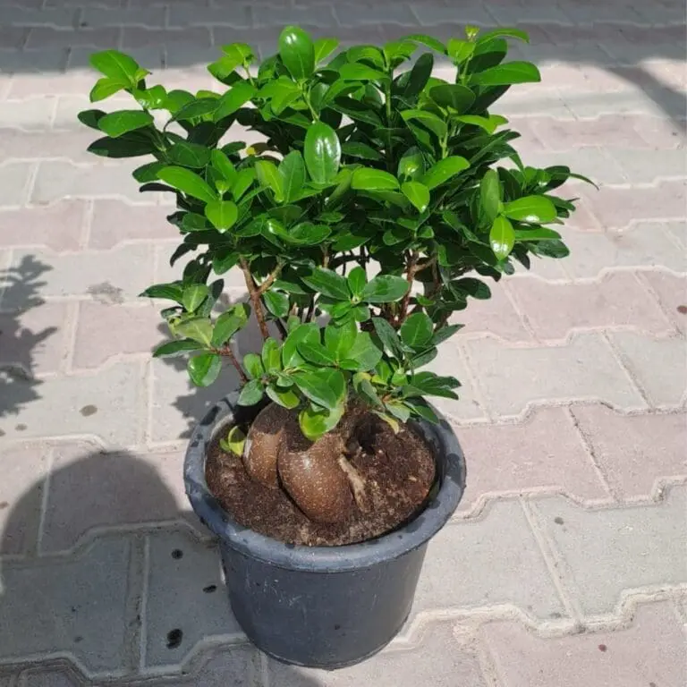 Ficus Ginseng Bonsai ( BIG SIZE ) - Image 2