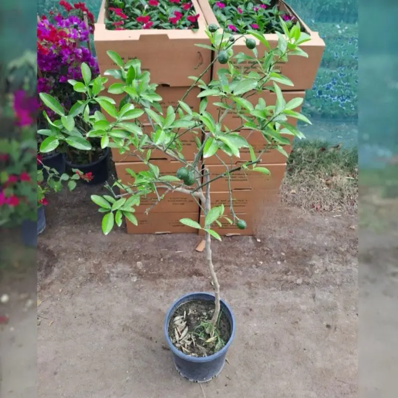 Pakistani Green Lemon Tree – Mature / Big Size - Image 2