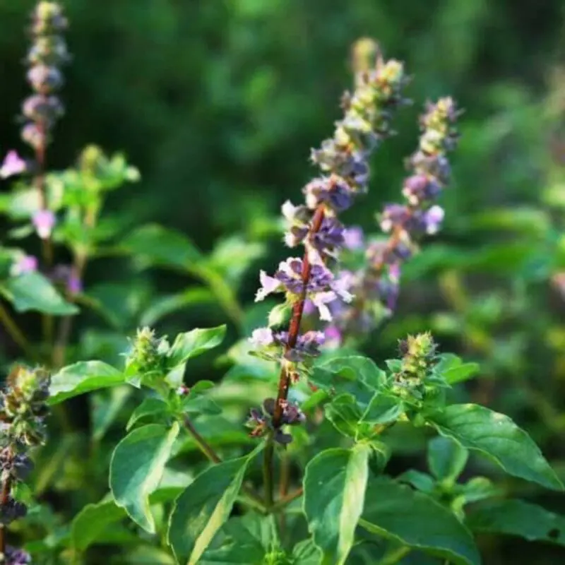Holy Basil Tulasi – Ocimum Tenuiflorum - Image 2