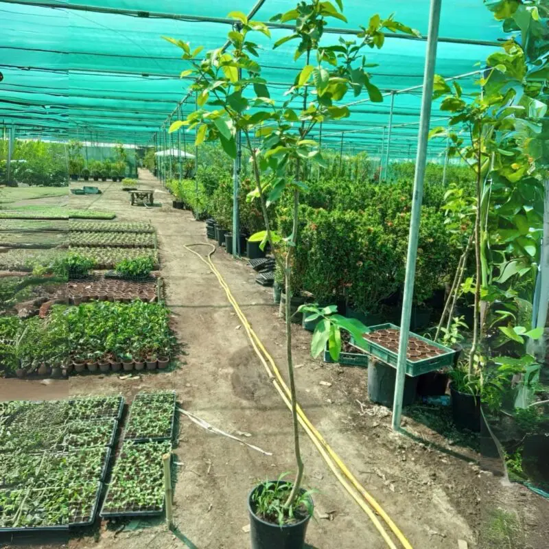big-size Guava Tree - Image 2