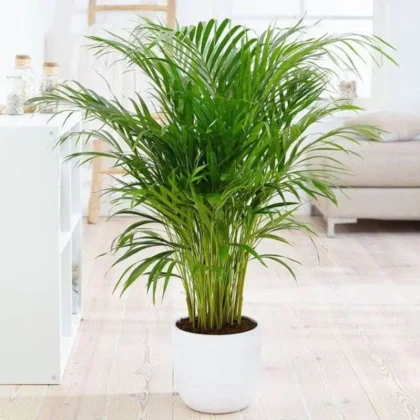 Areca Palm 100 -110cm