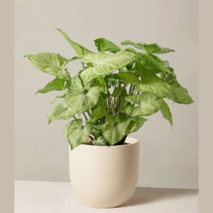 Syngonium Pixie